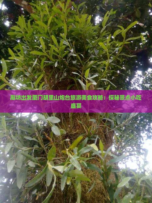 廊坊出发厦门胡里山炮台旅游美食攻略：探秘景点小吃盛宴