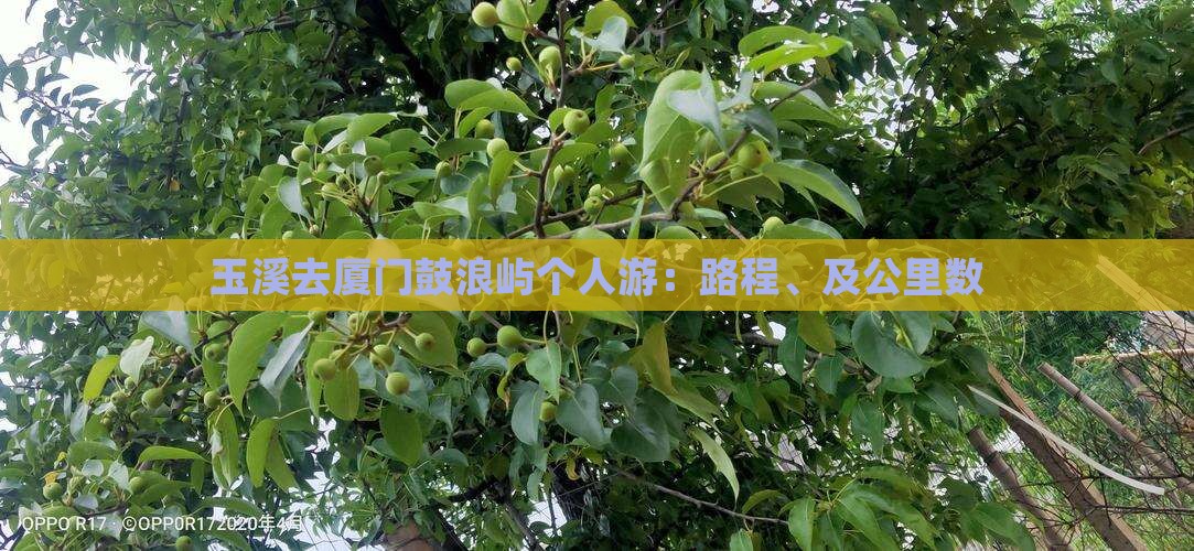 玉溪去厦门鼓浪屿个人游：路程、及公里数