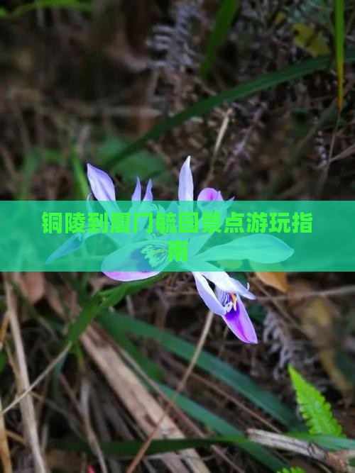 铜陵到厦门毓园景点游玩指南