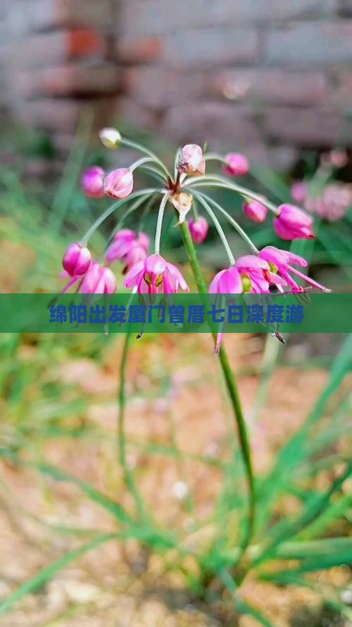 绵阳出发厦门曾厝七日深度游