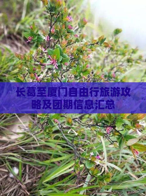 长葛至厦门自由行旅游攻略及团期信息汇总