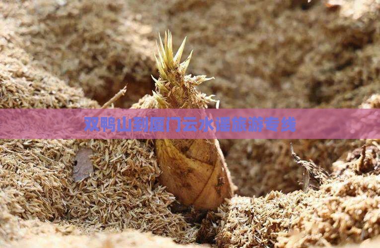双鸭山到厦门云水谣旅游专线