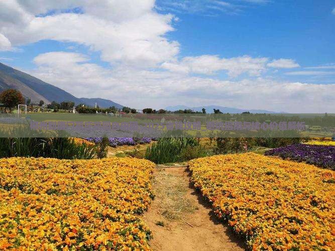 郴州到厦门菽庄花园自由团