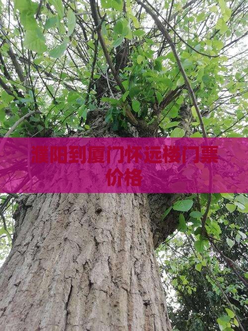 濮阳到厦门怀远楼门票价格