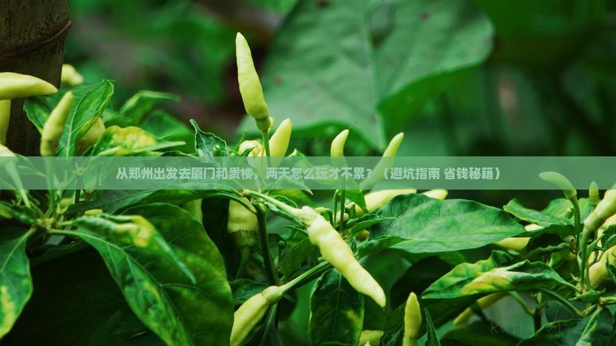 郑州到厦门和贵楼二日游