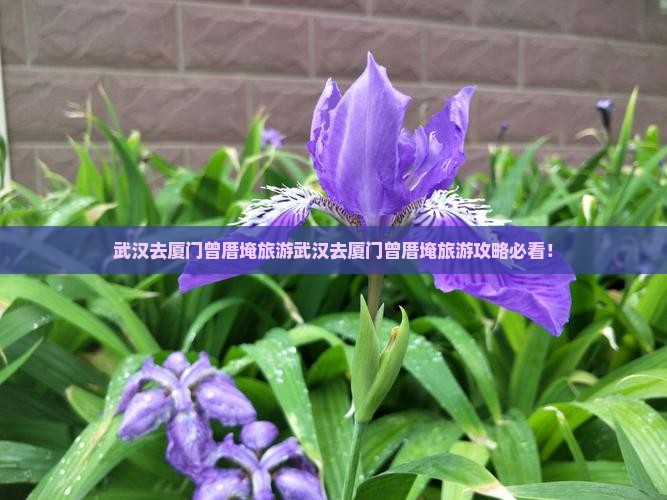武汉去厦门曾厝埯旅游