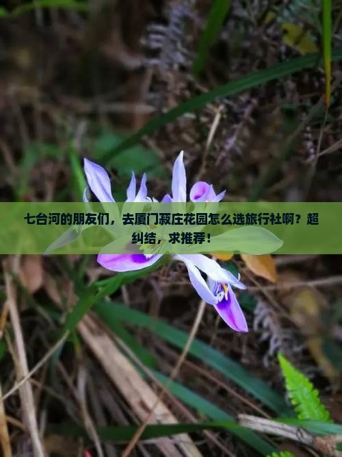 七台河到厦门菽庄花园旅行社
