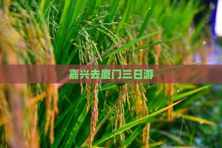 嘉兴去厦门三日游