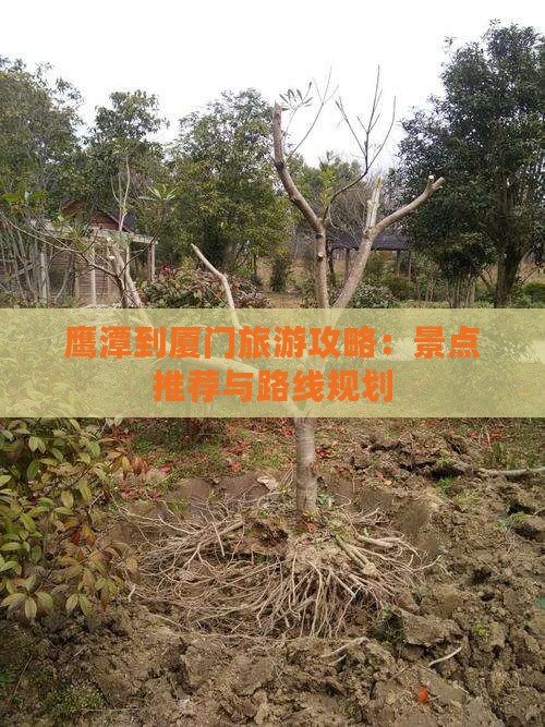 鹰潭到厦门哪里玩