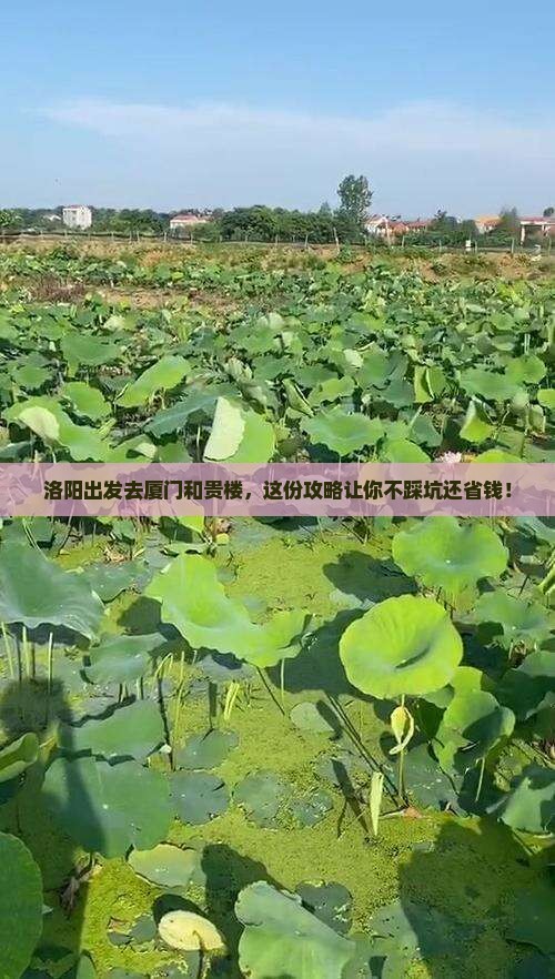 洛阳去厦门和贵楼旅行社