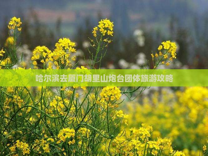 哈尔滨去厦门胡里山炮台团体旅游