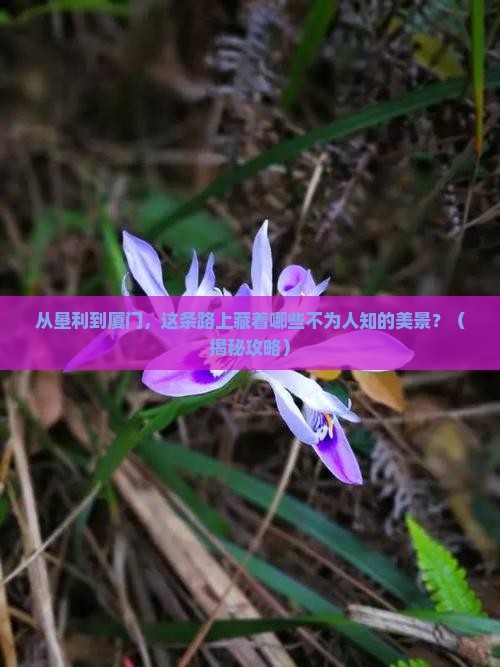 垦利到厦门景点