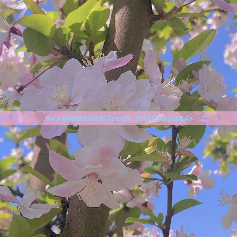 如何从曲靖便捷出行至厦门菽庄花园，解决旅行中的交通痛点？
