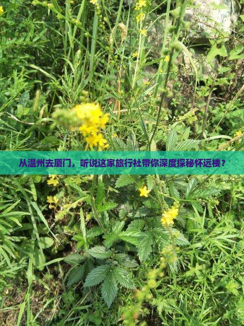 从温州去厦门，听说这家旅行社带你深度探秘怀远楼？
