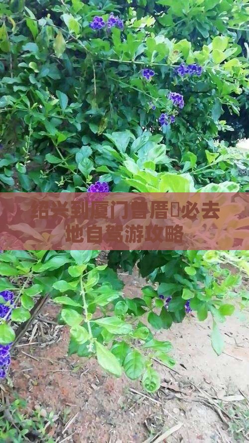 绍兴到厦门曾厝垵必去地自驾游攻略