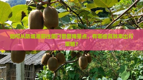 如何从防城港前往厦门曾厝埯景点，有哪些高效率出行策略？