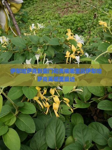 伊犁哈萨克到厦门和贵楼哪里玩