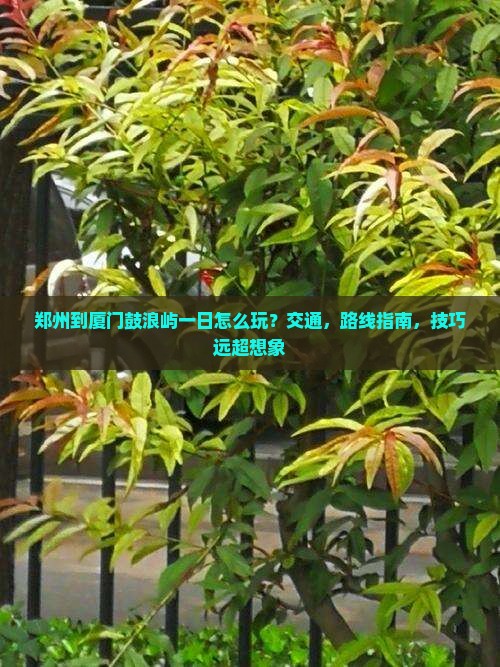 郑州到厦门鼓浪屿一日