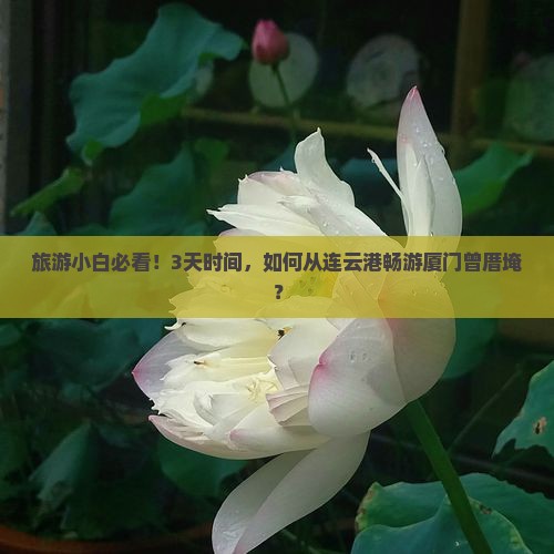旅游小白必看！3天时间，如何从连云港畅游厦门曾厝埯？