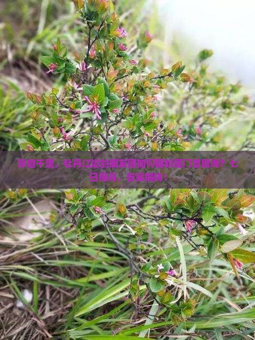 穿越千里，牡丹江边的朋友圈如何圈粉厦门曾厝埯？七日探寻，答案揭晓！
