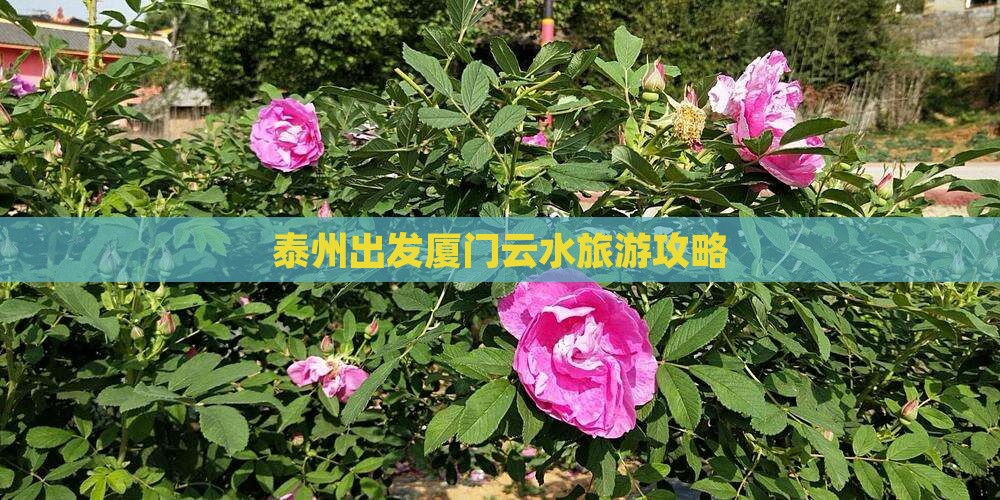 泰州到厦门云水谣自由行