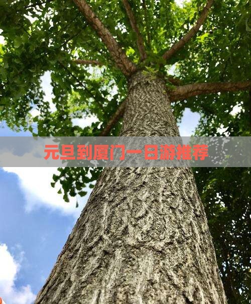 元旦到厦门一日游推荐