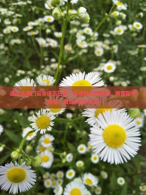 通辽去厦门云水谣五日游：探寻鼓浪屿风情、南普陀寺祈福、曾厝垵漫步之旅
