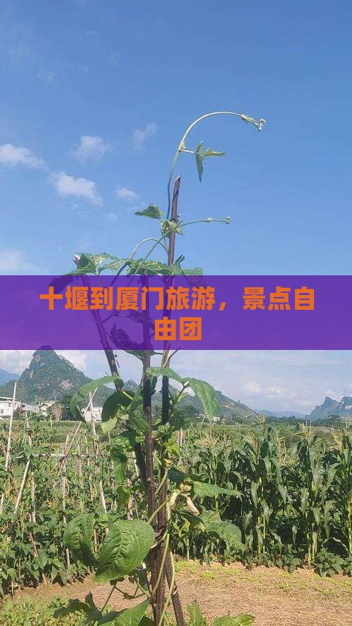 十堰到厦门自由团