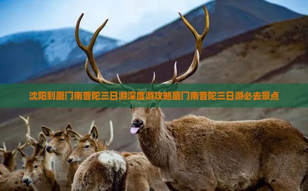 沈阳到厦门南普陀三日游