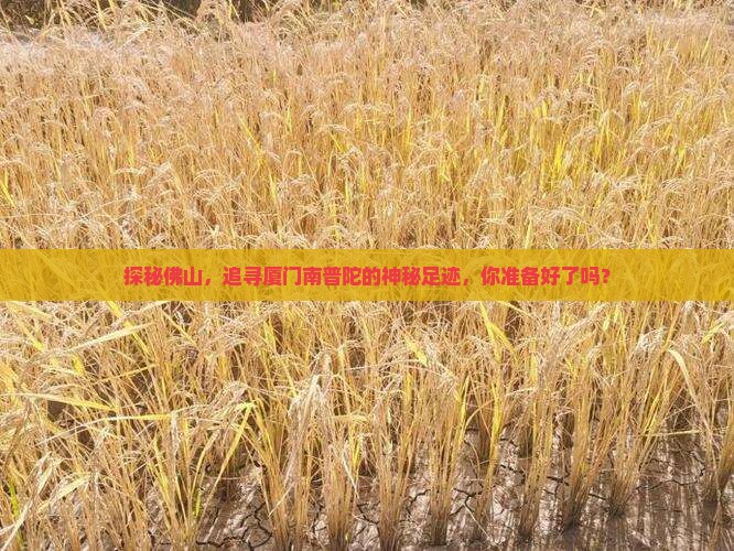 探秘佛山，追寻厦门南普陀的神秘足迹，你准备好了吗？