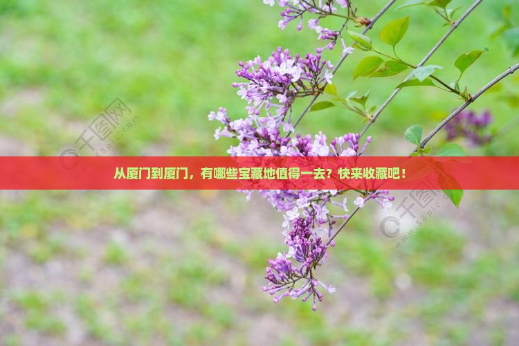 厦门到厦门哪里玩