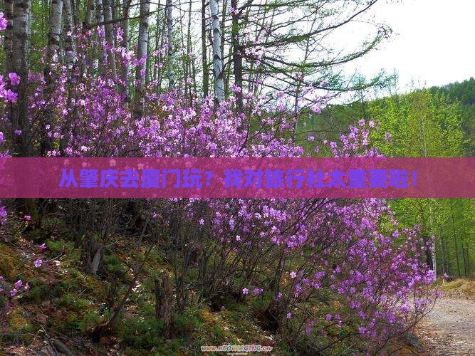肇庆去厦门旅行社