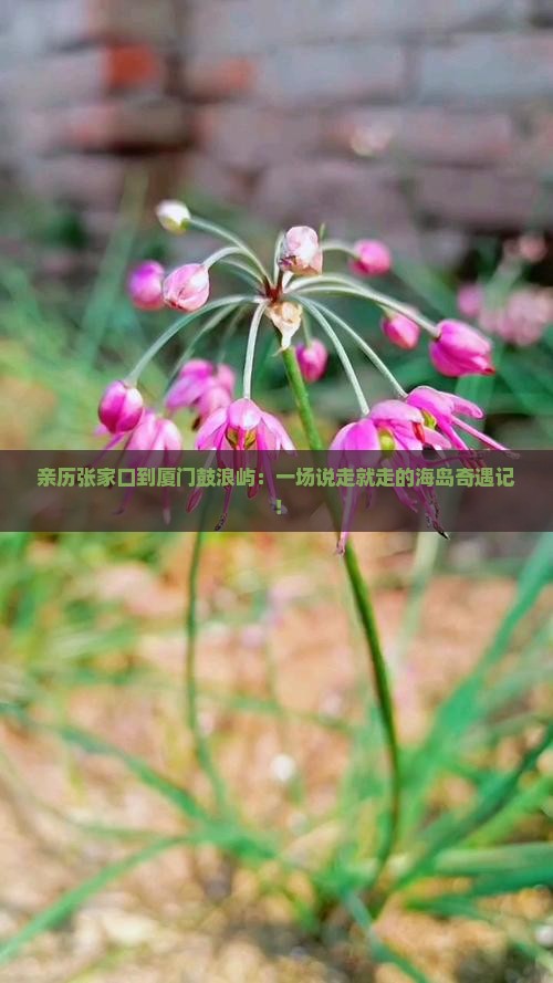 张家口去厦门鼓浪屿攻略