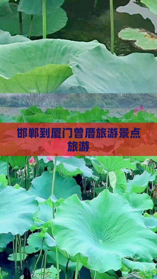 邯郸到厦门曾厝埯旅行社