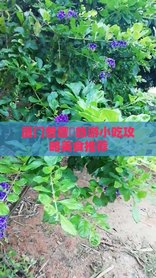 阿勒泰到厦门曾厝埯旅游小吃