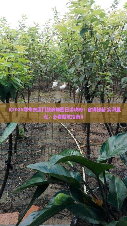 鄂州去厦门鼓浪屿四日游