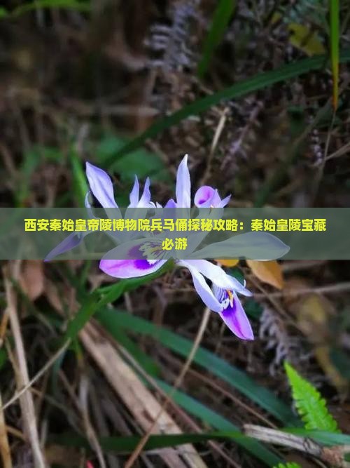 西安秦始皇帝陵博物院兵马俑探秘攻略：秦始皇陵宝藏必游