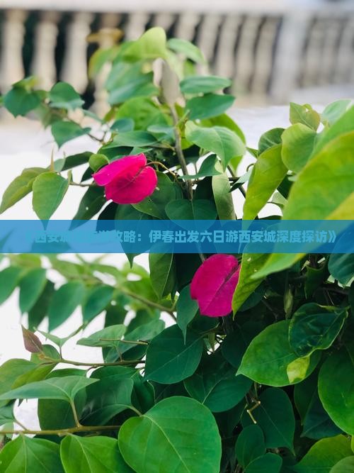 《西安城墙旅游攻略：伊春出发六日游西安城深度探访》