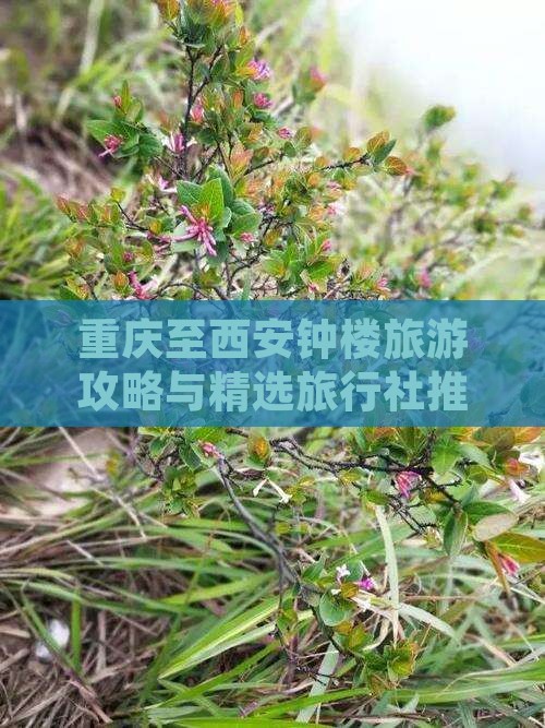 重庆至西安钟楼旅游攻略与精选旅行社推荐