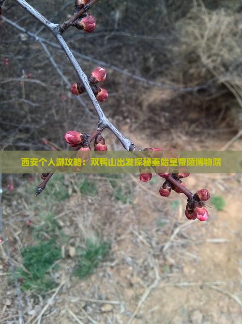西安个人游攻略：双鸭山出发探秘秦始皇帝陵博物院