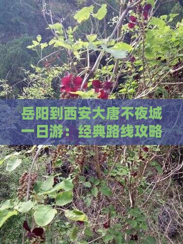 岳阳到西安大唐不夜城一日游：经典路线攻略
