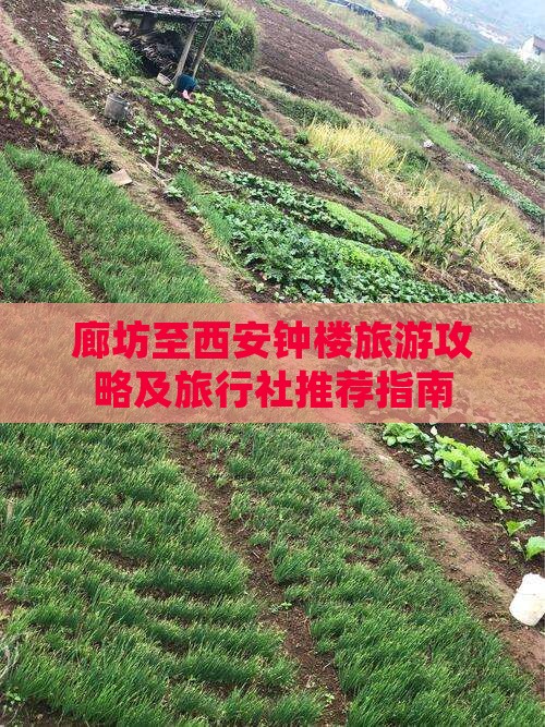 廊坊至西安钟楼旅游攻略及旅行社推荐指南