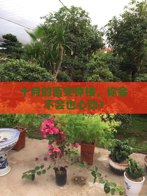 十月去西安钟楼景点