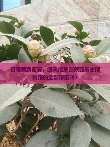 日喀则去西安陕西历史博物馆四日游