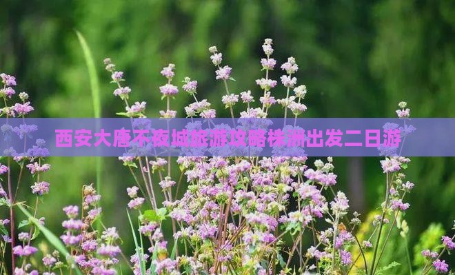 株洲去西安大唐不夜城二日游