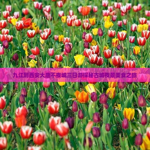 九江到西安大唐不夜城三日游