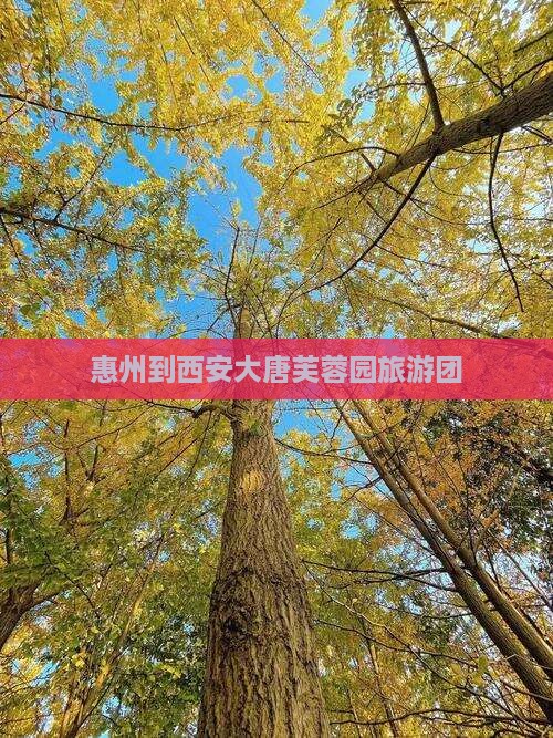 惠州到西安大唐芙蓉园旅游团