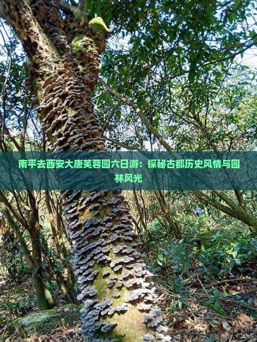 南平去西安大唐芙蓉园六日游：探秘古都历史风情与园林风光