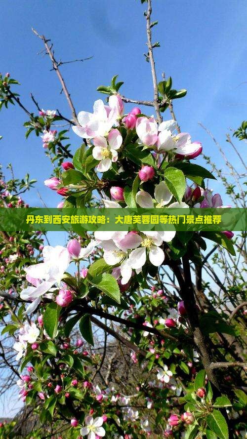 丹东到西安旅游攻略：大唐芙蓉园等热门景点推荐