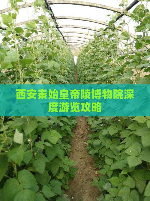 西安秦始皇帝陵博物院深度游览攻略
